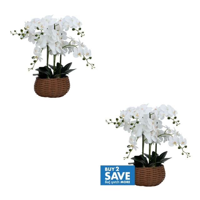 ซื้อกล้วยไม้ 2 ชิ้น ราคาพิเศษ! (เฉพาะรุ่นที่กำหนด)