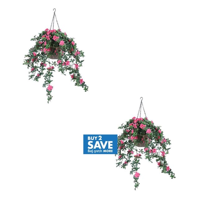 ซื้อดอกกุหลาบพันปีในกระถางแขวน รุ่นอซาร่า 2 ชิ้น ราคาพิเศษ!