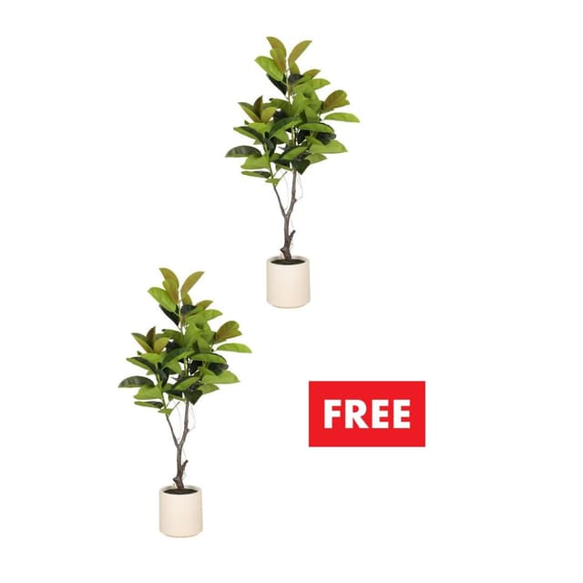 ซื้อต้นไม้ในกระถาง 2 ชิ้น ราคาพิเศษ! (คละแบบได้)