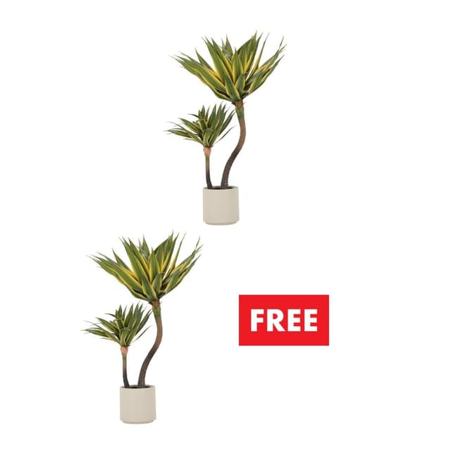 ซื้อต้นไม้ในกระถาง 2 ชิ้น ราคาพิเศษ! (คละแบบได้)