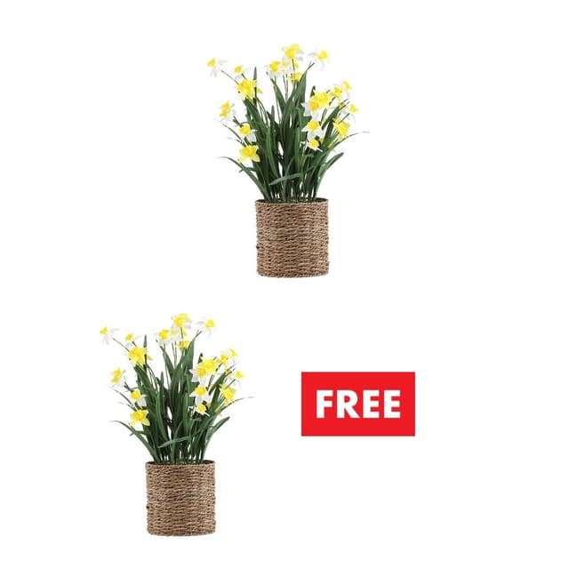 ซื้อดอกไม้ในกระถาง 2 ชิ้น ราคาพิเศษ! (คละแบบได้)