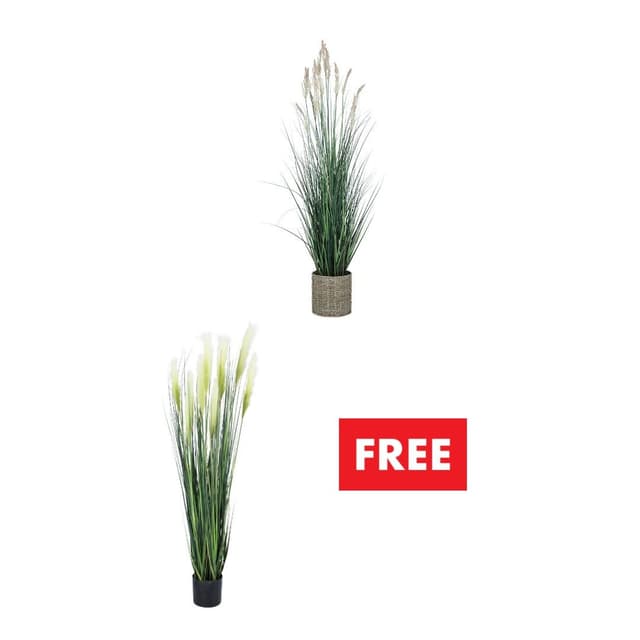 ซื้อต้นหญ้าในกระถาง แถมฟรี! ต้นหญ้าในกระถาง (คละแบบได้)