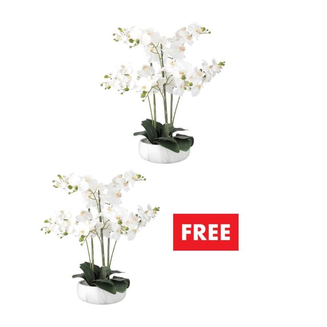 ซื้อกล้วยไม้ในกระถาง รุ่นฟาเลน สูง 65 ซม. แถมฟรี! กล้วยไม้ในกระถาง หรือ ดอกไม้ในแจกัน (คละแบบได้)