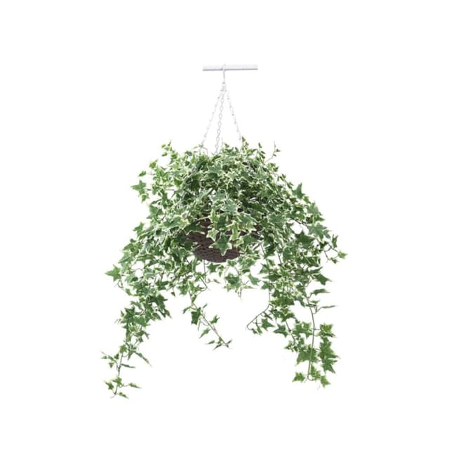 ดอกไม้ในกระถางแขวน รุ่น เลชา 80 x 80 x 100 ซม.