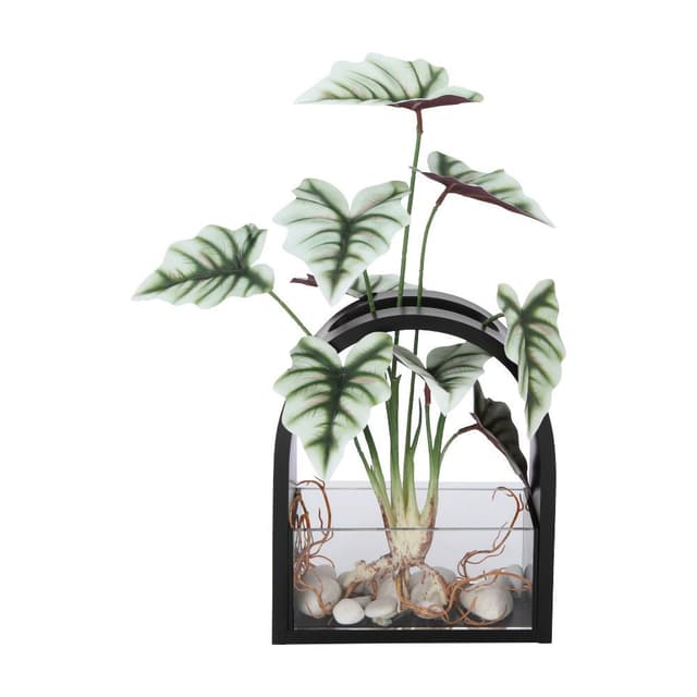 บอนสีอิเหนาในแจกันโค้งดำ รุ่นกาลาด - สีเขียว