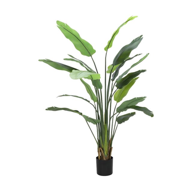 ต้นปักษาสวรรค์ในกระถาง รุ่นลิทเซีย สูง 180 ซม. - สีเขียว