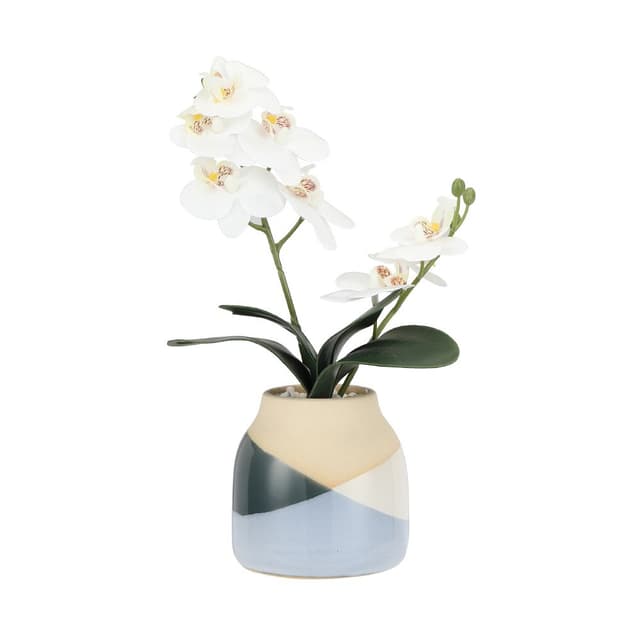 กล้วยไม้ในกระถางเซรามิก รุ่นออแรนด้า - สีขาว/คละสี