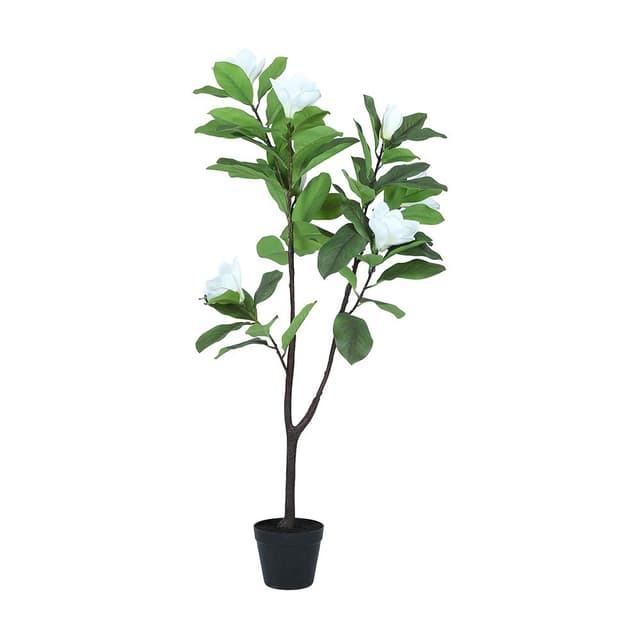 ต้นแมกโนเลียในกระถาง รุ่นแมกนี่ ขนาด 58 x 56 x 120 ซม. - สีขาว/เขียว