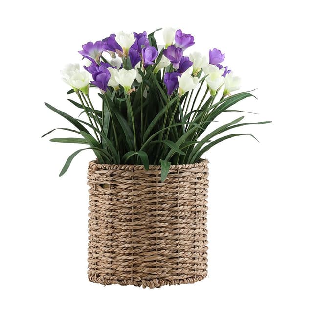 โครคัสในกระถางสาน รุ่นโครคัส - สีม่วง/ขาว