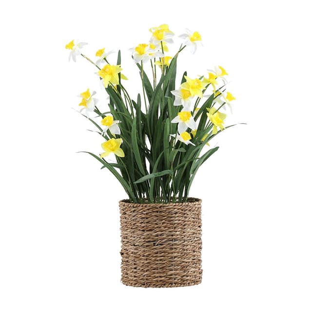 แดฟโฟดิลในกระถางสาน รุ่นแดฟโฟดิล - สีเหลือง/ขาว