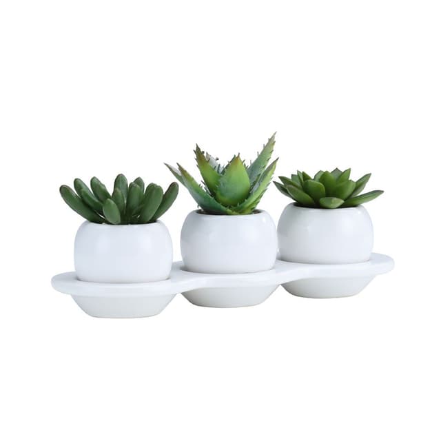 พืชอวบน้ำในกระถาง รุ่นไอด้า - สีเขียว/คละสี