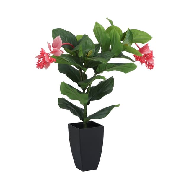 ต้นไข่มุกอันดามันในกระถาง รุ่นมุกกี้ - สีชมพู