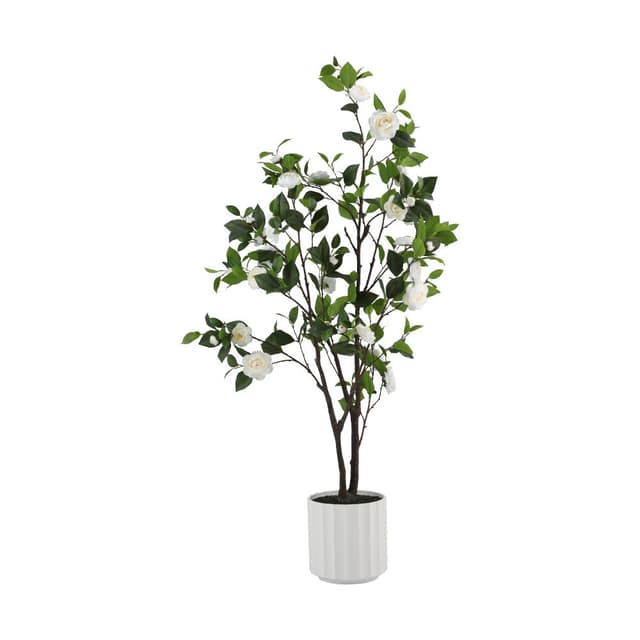 ต้นคามิเลียในกระถาง รุ่นคามิ - สีขาว