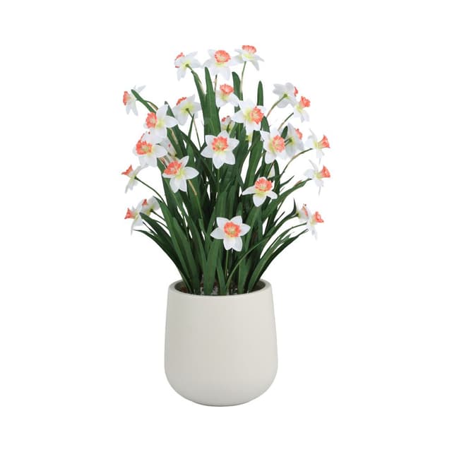 แดฟโฟดิลในกระถาง รุ่นแดฟฟี่ - คละสี/ขาว